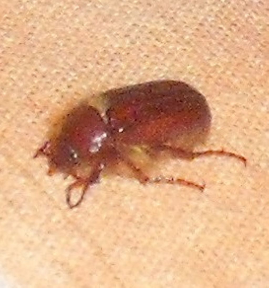 Holochelus aequinoctialis? Non in Italia.