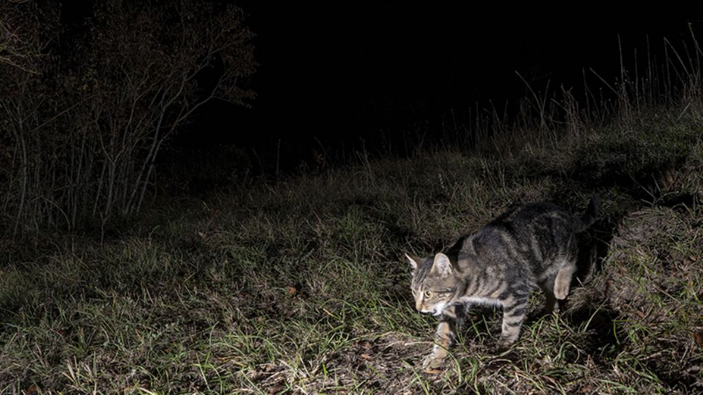 Gatto domestico