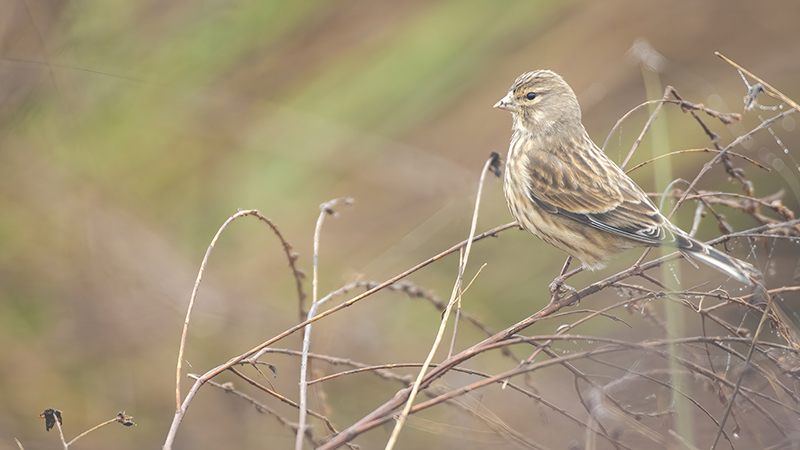 Fanello (Carduelis cannabina), femmina o immaturo