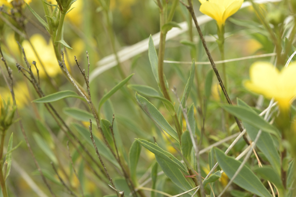 Linum campanulatum