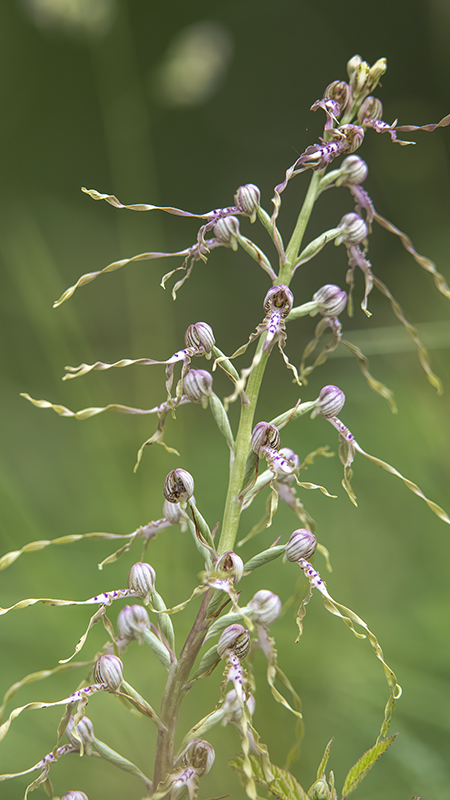HIMANTOGLOSSUM hircinum o adriaticum??