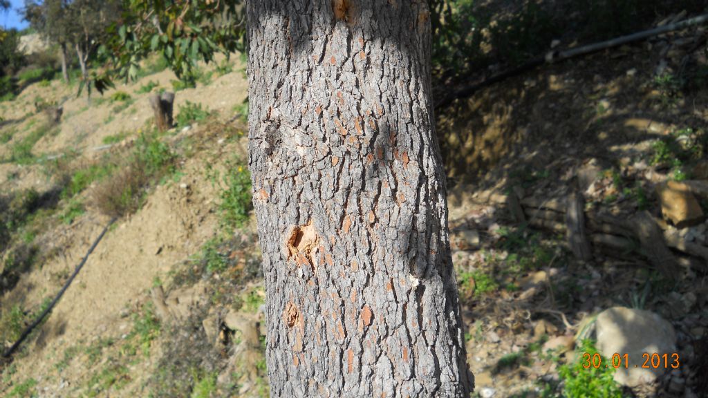 Eucalyptus.....robusta ?