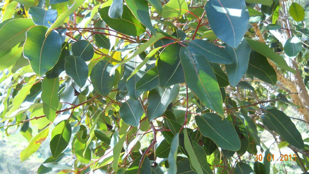 Eucalyptus.....robusta ?