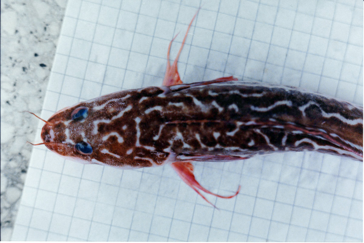 Gaidropsarus granti  (Regan, 1903)