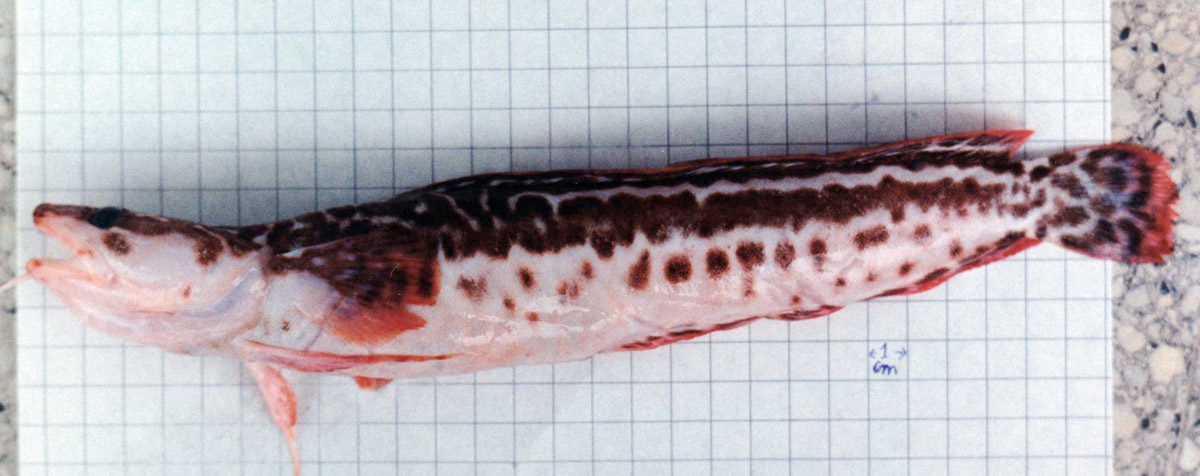 Gaidropsarus granti  (Regan, 1903)