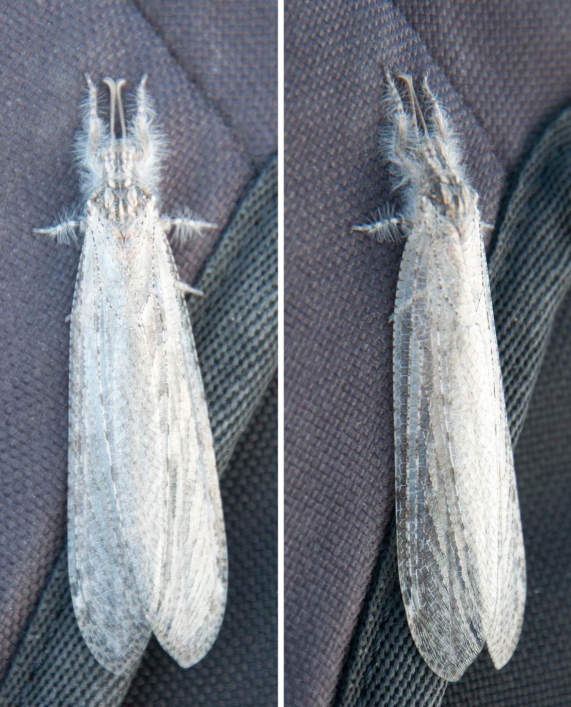 Myrmeleontidae:  Synclisis baetica