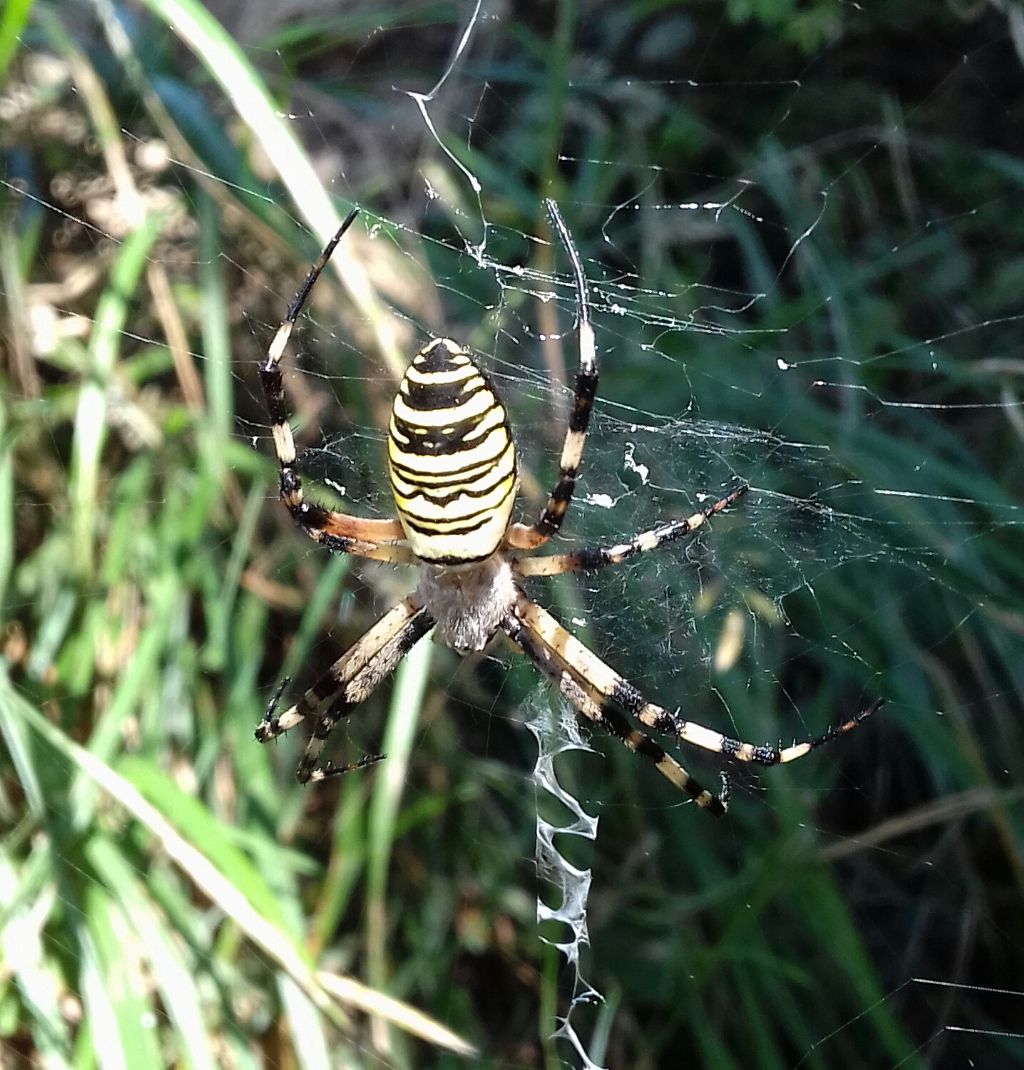 Argiope bruennichi, femmina - Mongiana (VV)