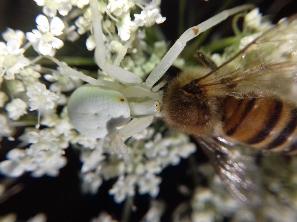 Misumena vatia - Gambarie d''Aspromonte (RC)