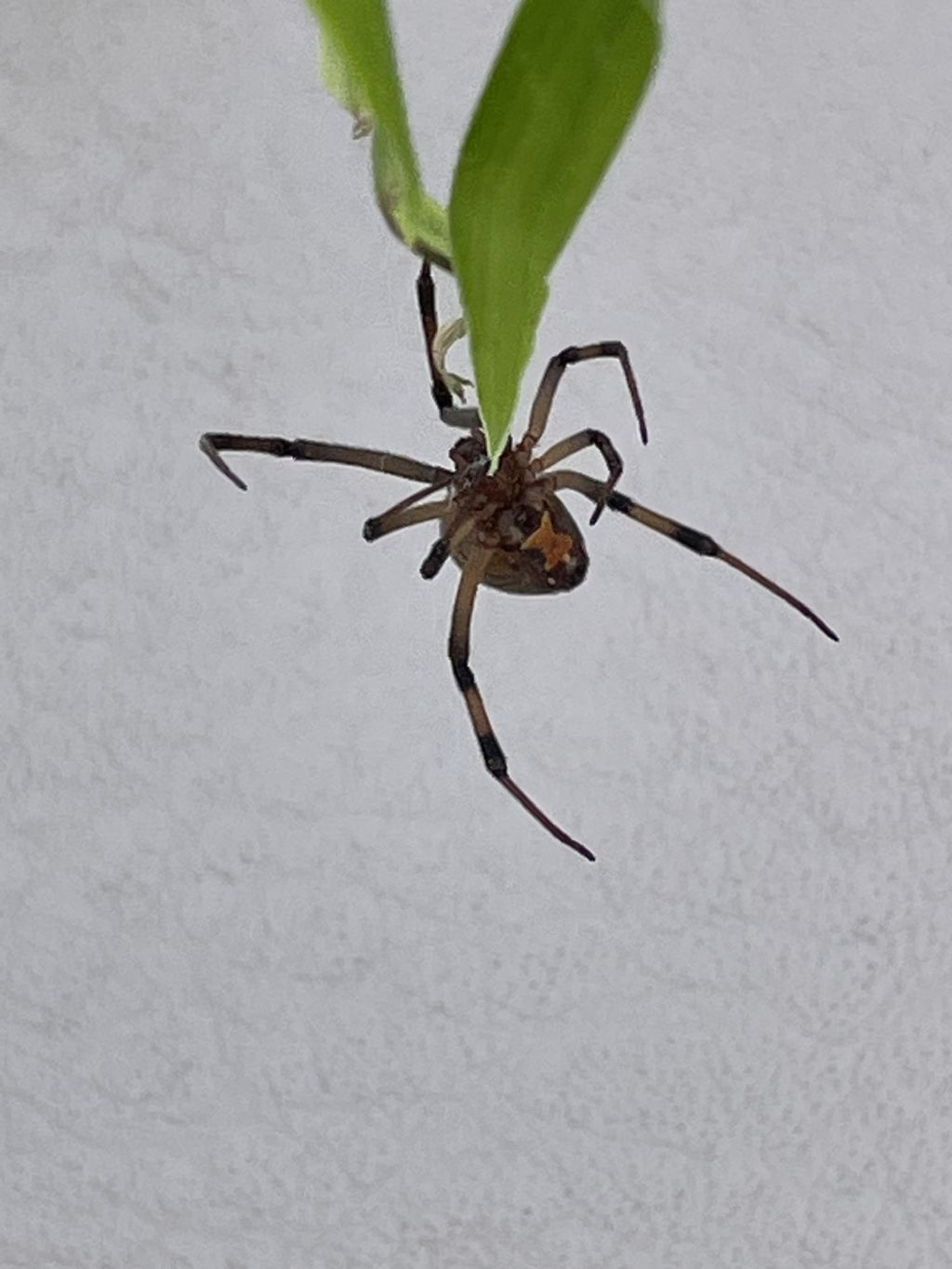 Da Cipro: Vedova nera? No, Vedova grigia -  Latrodectus geometricus