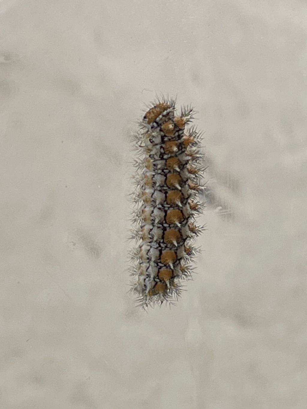 Bruco di melitea?  S, di Melitaea didyma