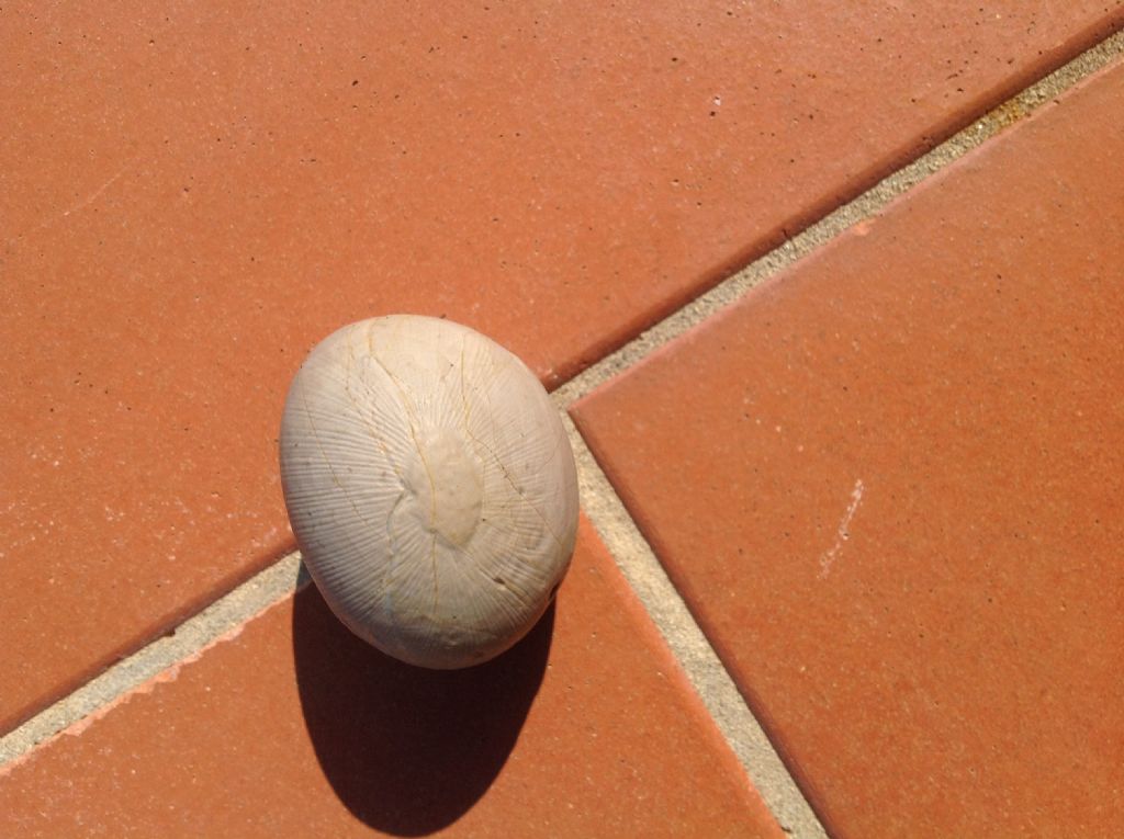 Pietra strana da identificare - legno silicizzato?