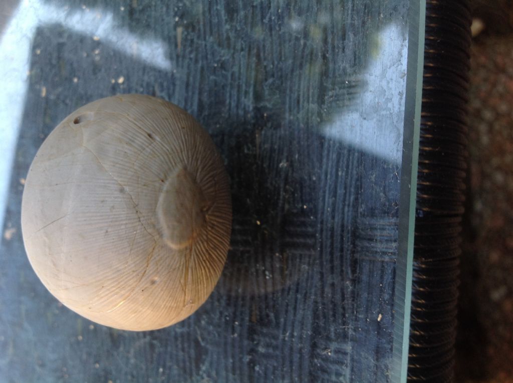 Pietra strana da identificare - legno silicizzato?