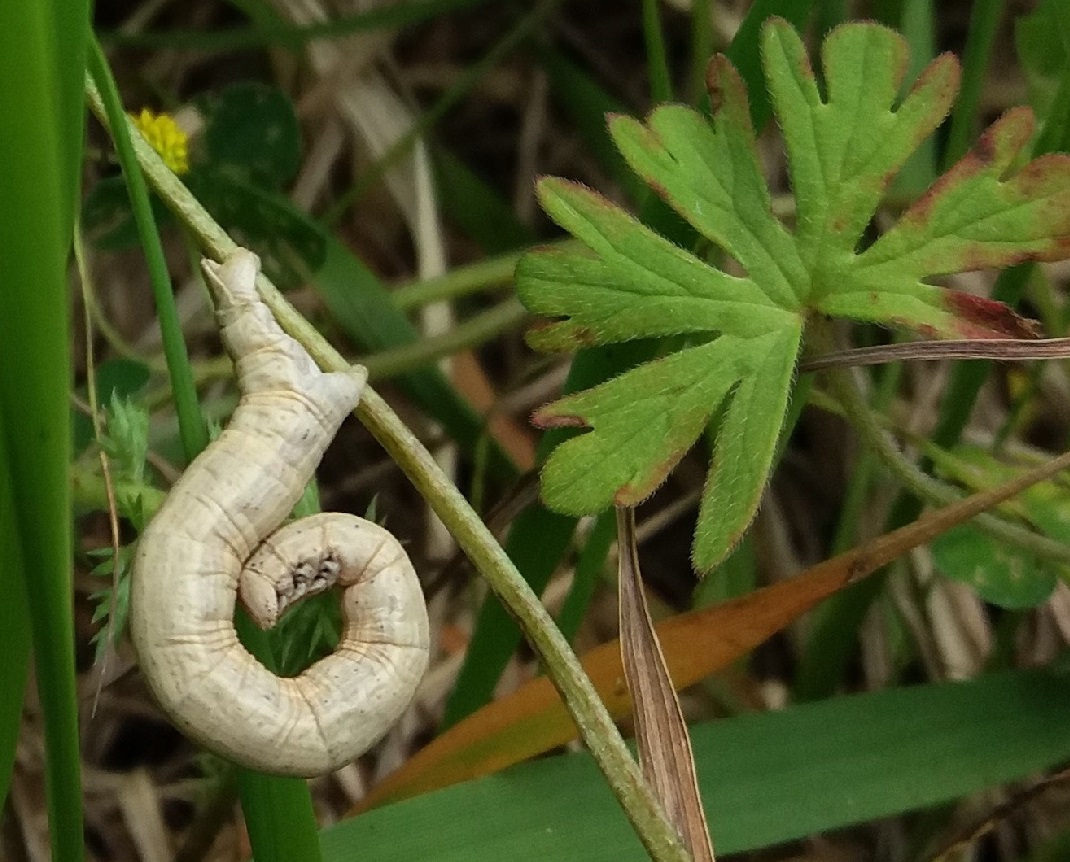 Bruco da identificare: Siona lineata - Geometridae