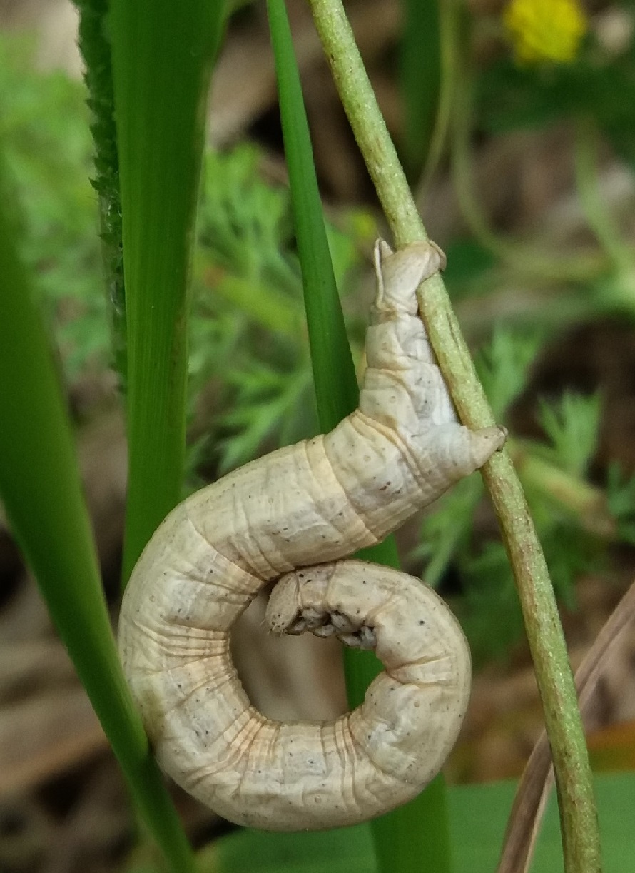 Bruco da identificare: Siona lineata - Geometridae