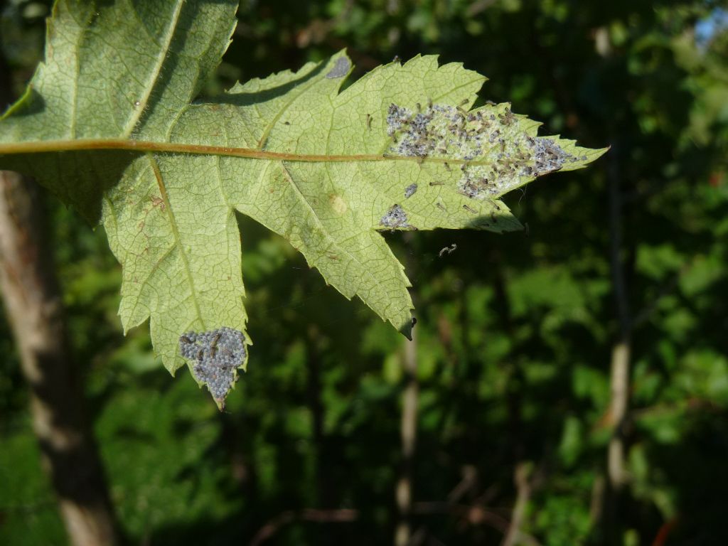 da determinare sul biancospino