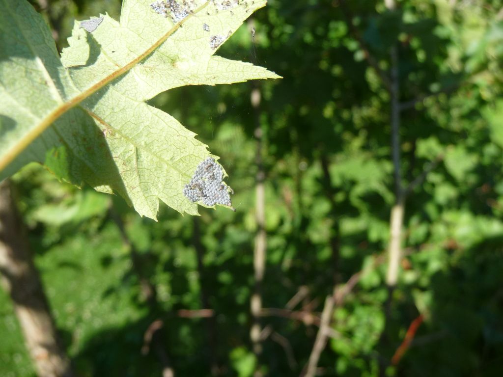 da determinare sul biancospino