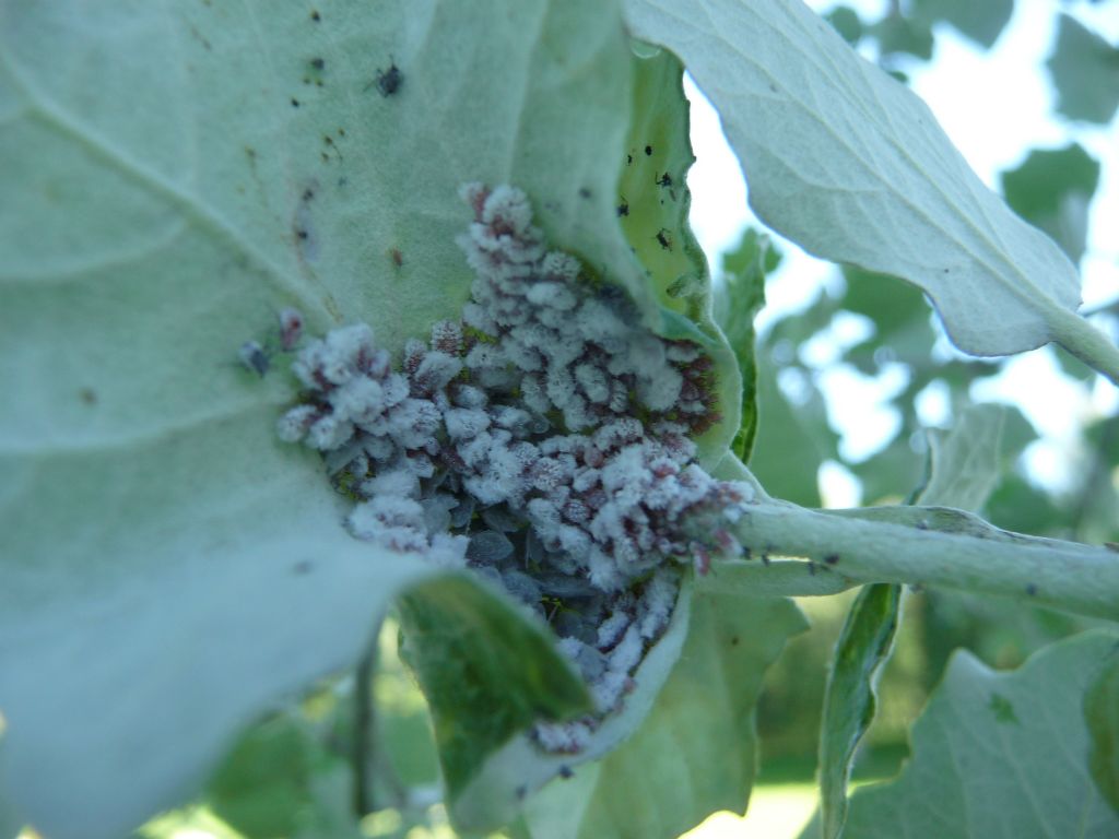 Pachypappa sp. e Chaitophorus sp. (Aphididae dalla Russia)