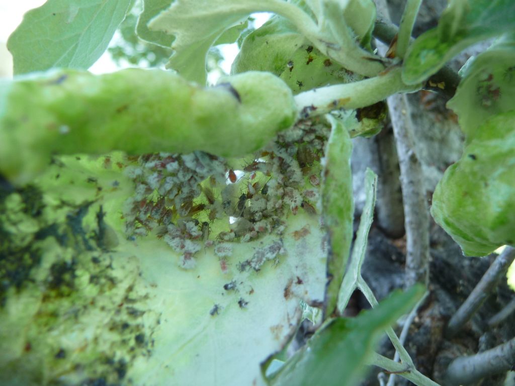 Pachypappa sp. e Chaitophorus sp. (Aphididae dalla Russia)