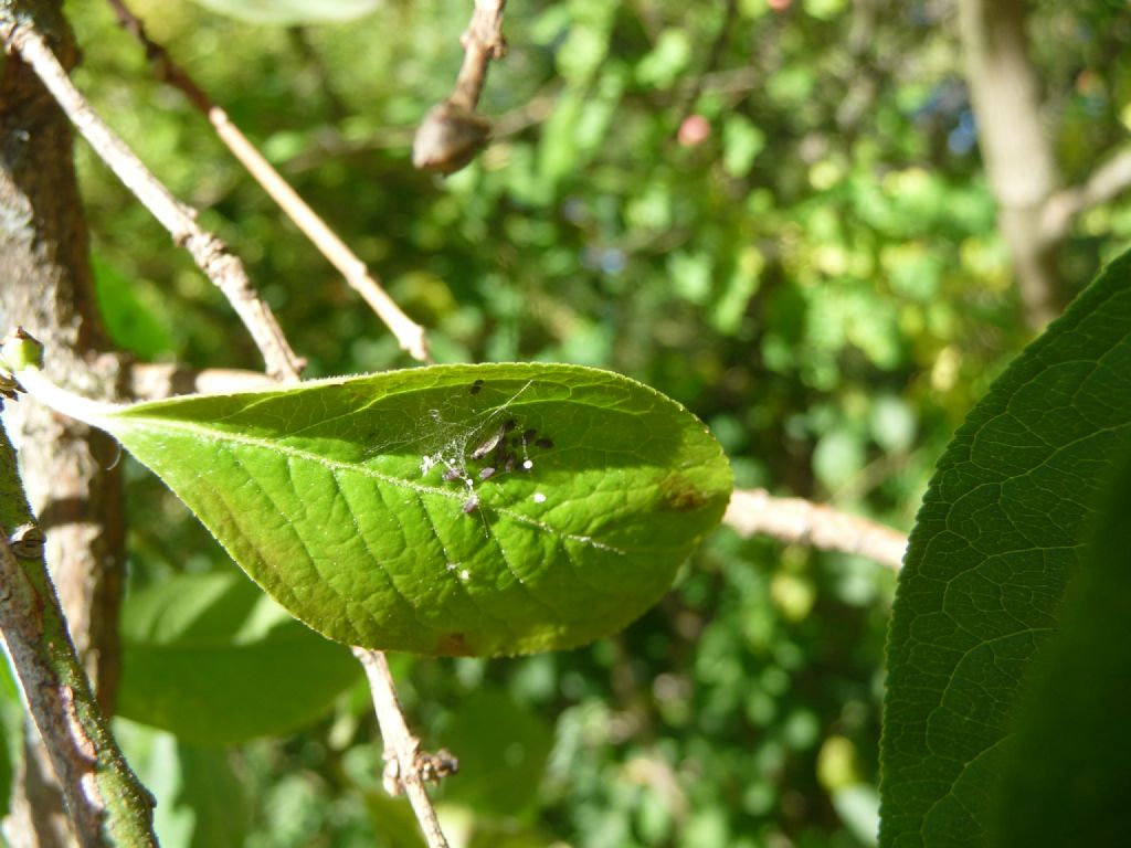 Aphis euonymi?