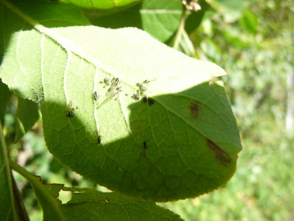 Aphis euonymi?