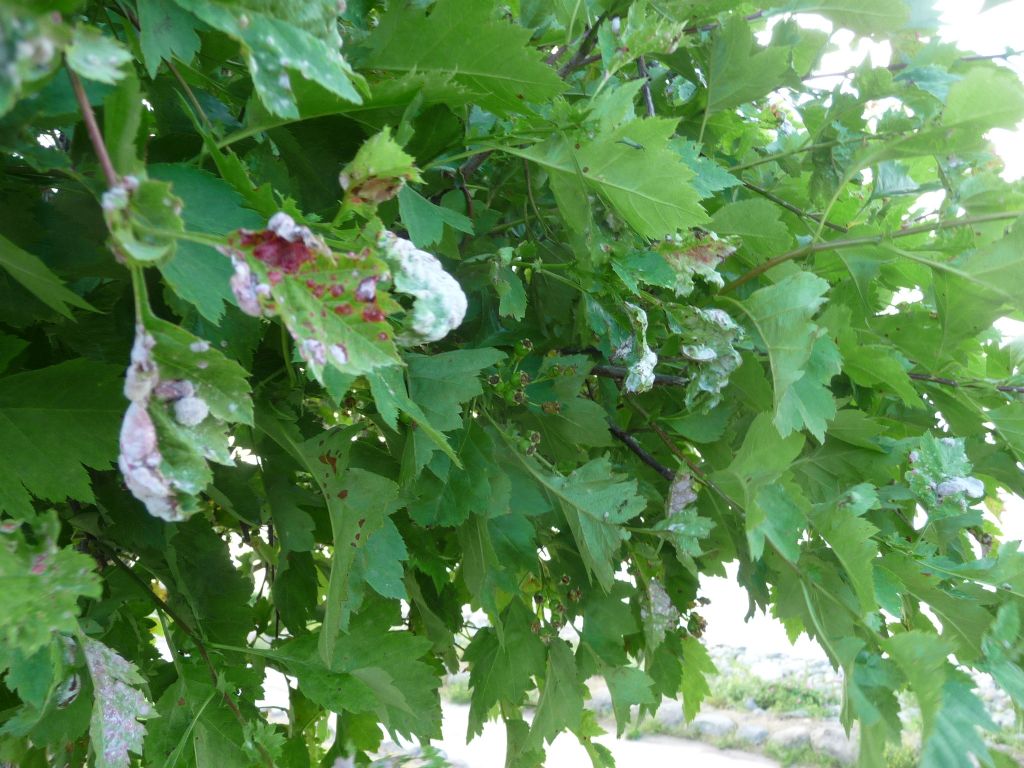 galle di Dysaphis crataegi (Aphididae) su biancospino