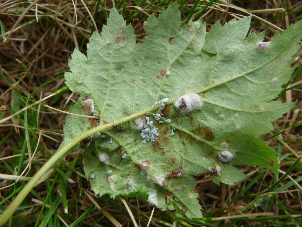 Prociphilus pini (Aphididae) su biancospino