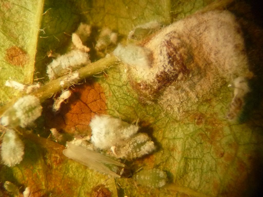 Prociphilus pini (Aphididae) su biancospino