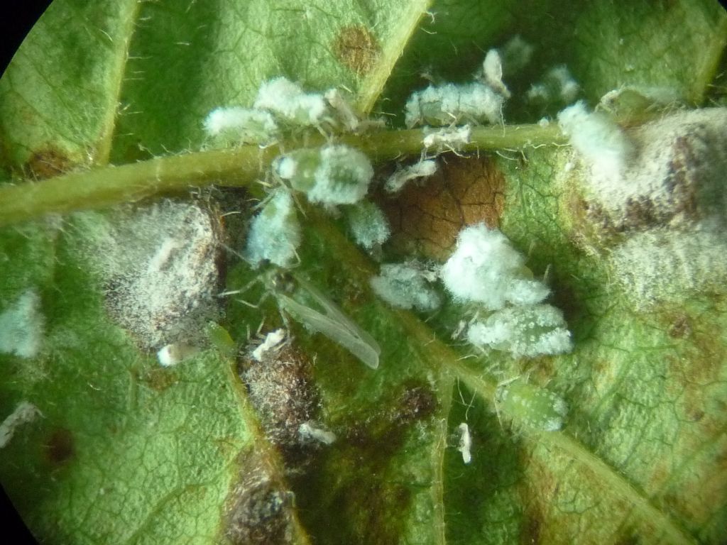 Prociphilus pini (Aphididae) su biancospino