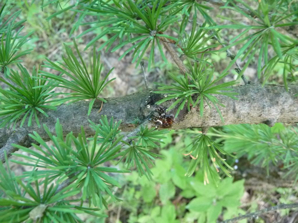 Larice sp.