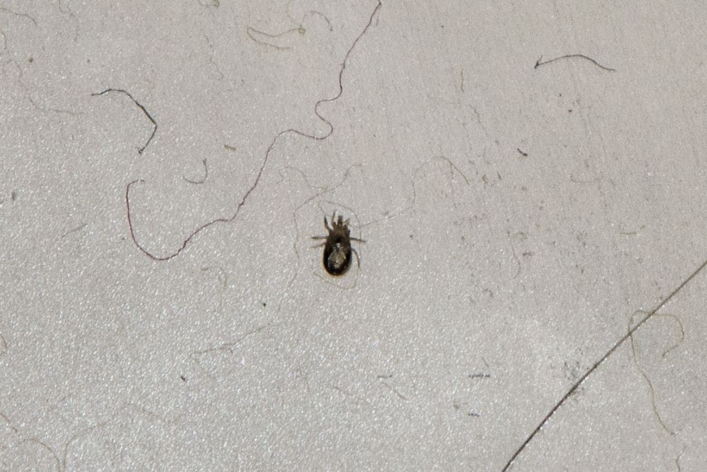Acari? Zecche? Acaro Mesostigmata: Ornithonyssus sylviarum