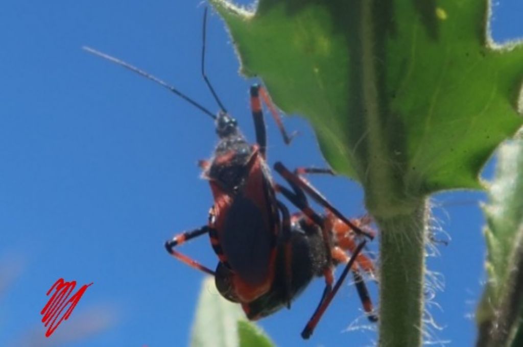 Rhynocoris cfr. iracundus (Reduviidae)