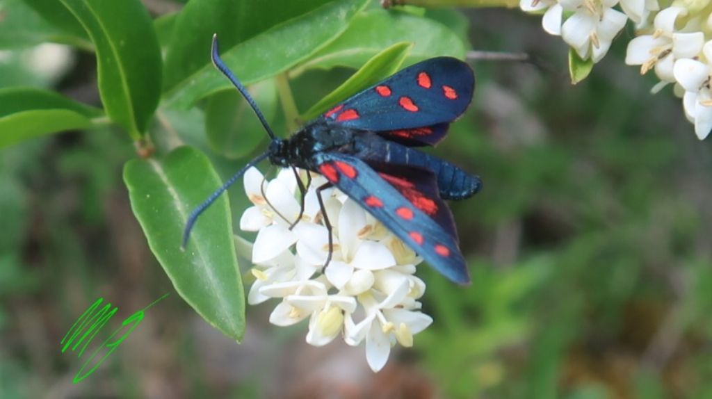 Zygaena sp., presumo - Zygaena (Zygaena) transalpina