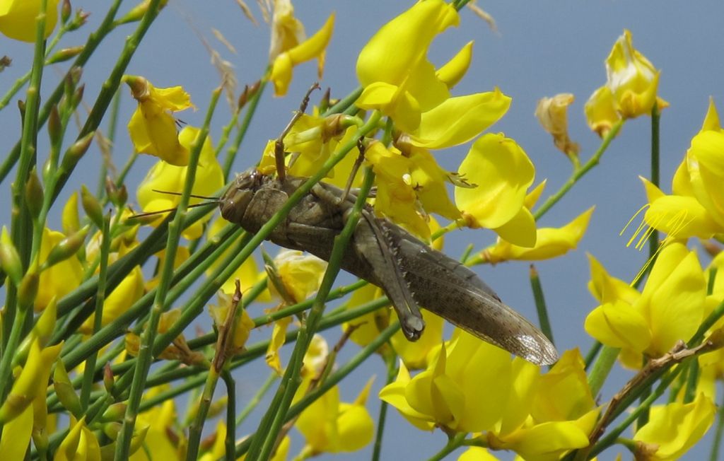 Cavalletta su ginestra
