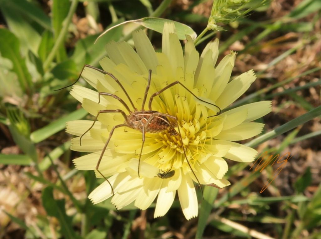 Ragno su fiore