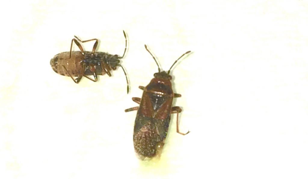 Infestazione di Arocatus melanocephalus