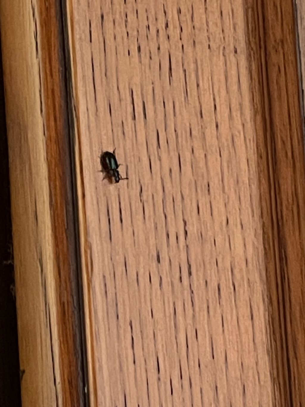 Secondo voi che insetto ? cfr. Cleridae: Necrobia rufipes
