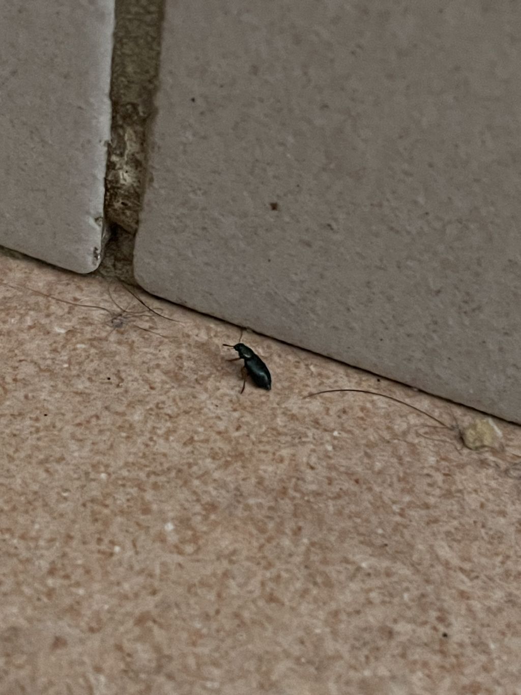 Secondo voi che insetto ? cfr. Cleridae: Necrobia rufipes