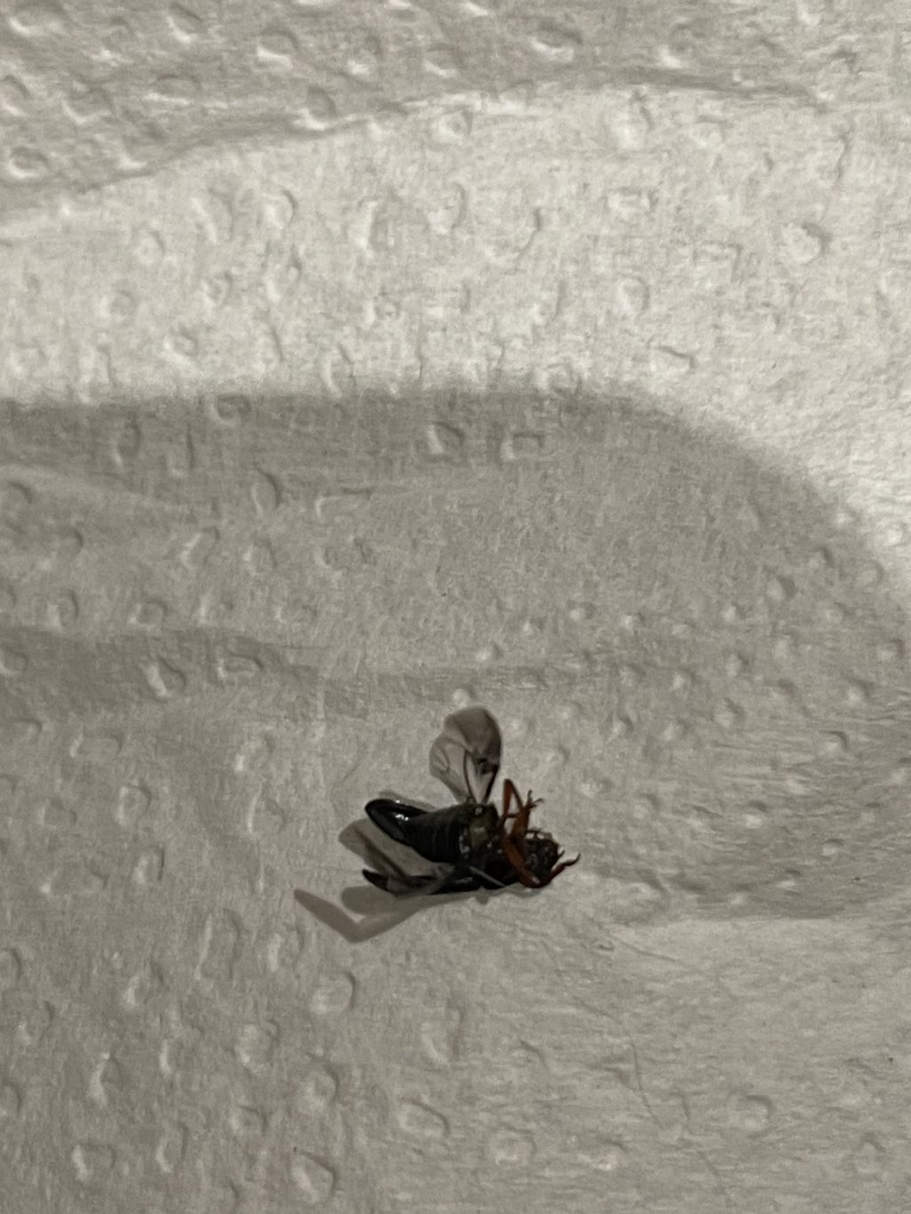 Secondo voi che insetto ? cfr. Cleridae: Necrobia rufipes