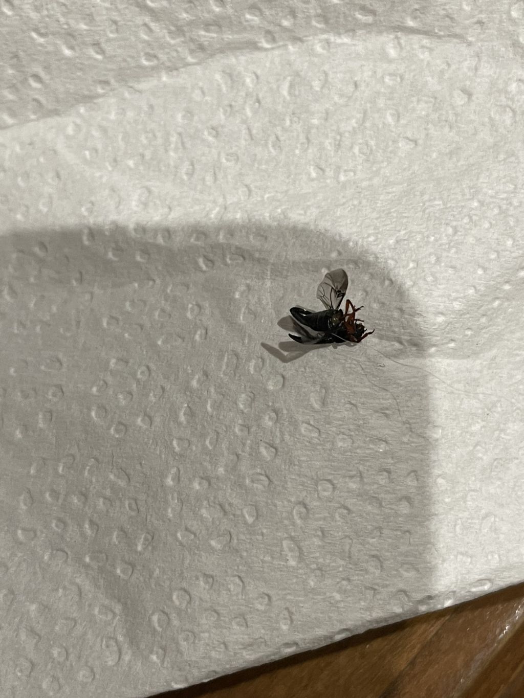 Secondo voi che insetto ? cfr. Cleridae: Necrobia rufipes
