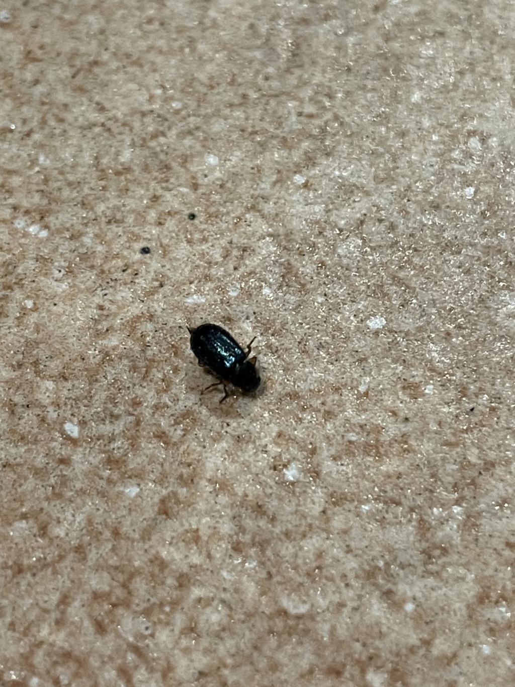 Secondo voi che insetto ? cfr. Cleridae: Necrobia rufipes