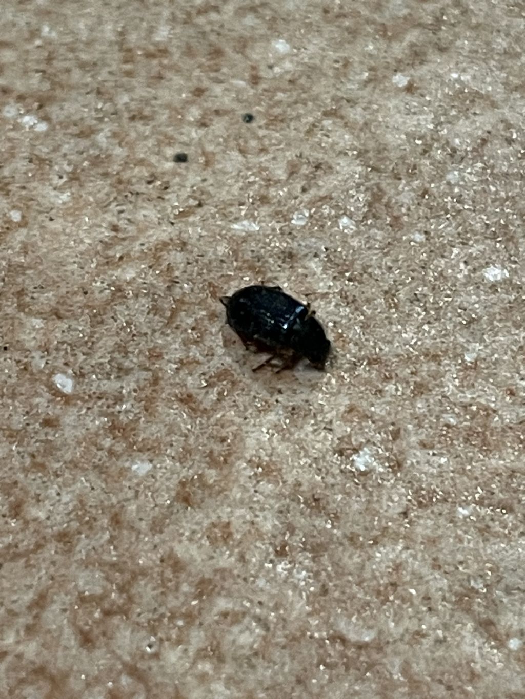 Secondo voi che insetto ? cfr. Cleridae: Necrobia rufipes