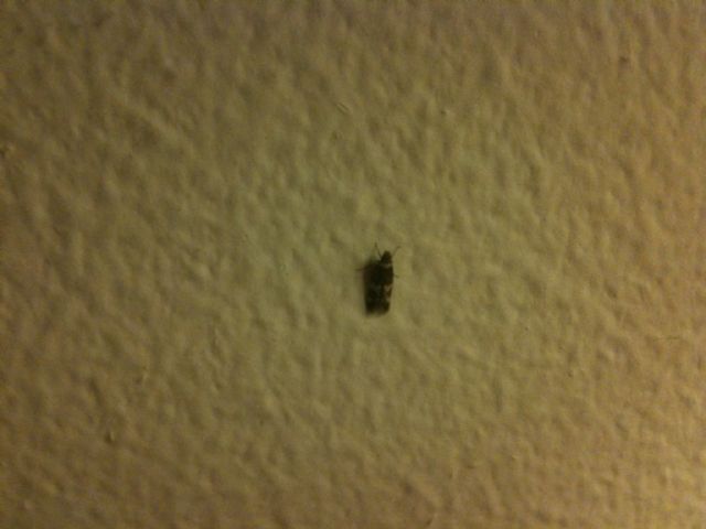 Che vi sembra? Help!