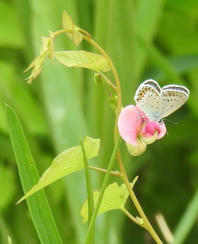 Lycaenide:  Plebejus idas