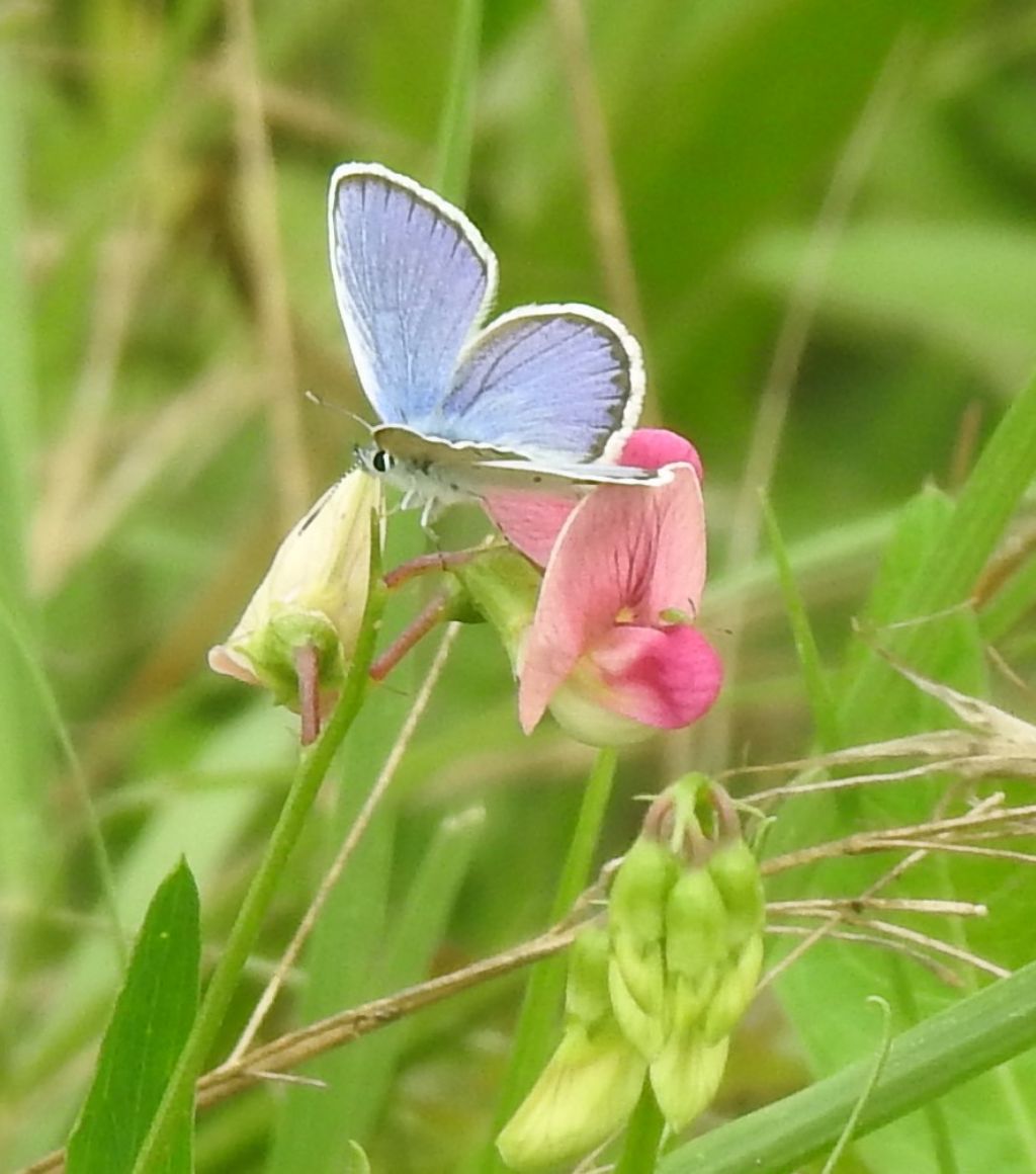 Lycaenide:  Plebejus idas