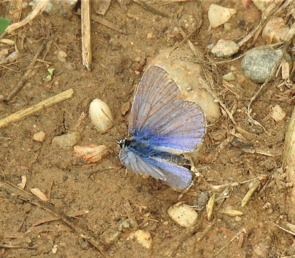 Lycaenidae: Polyommatus icarus
