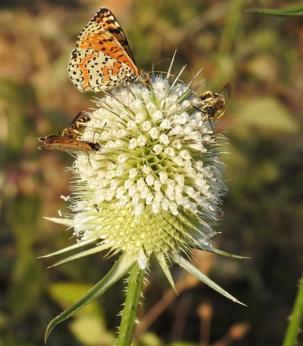 Quale Melitaea ?   Melitaea didyma (e Lycaena phlaeas)