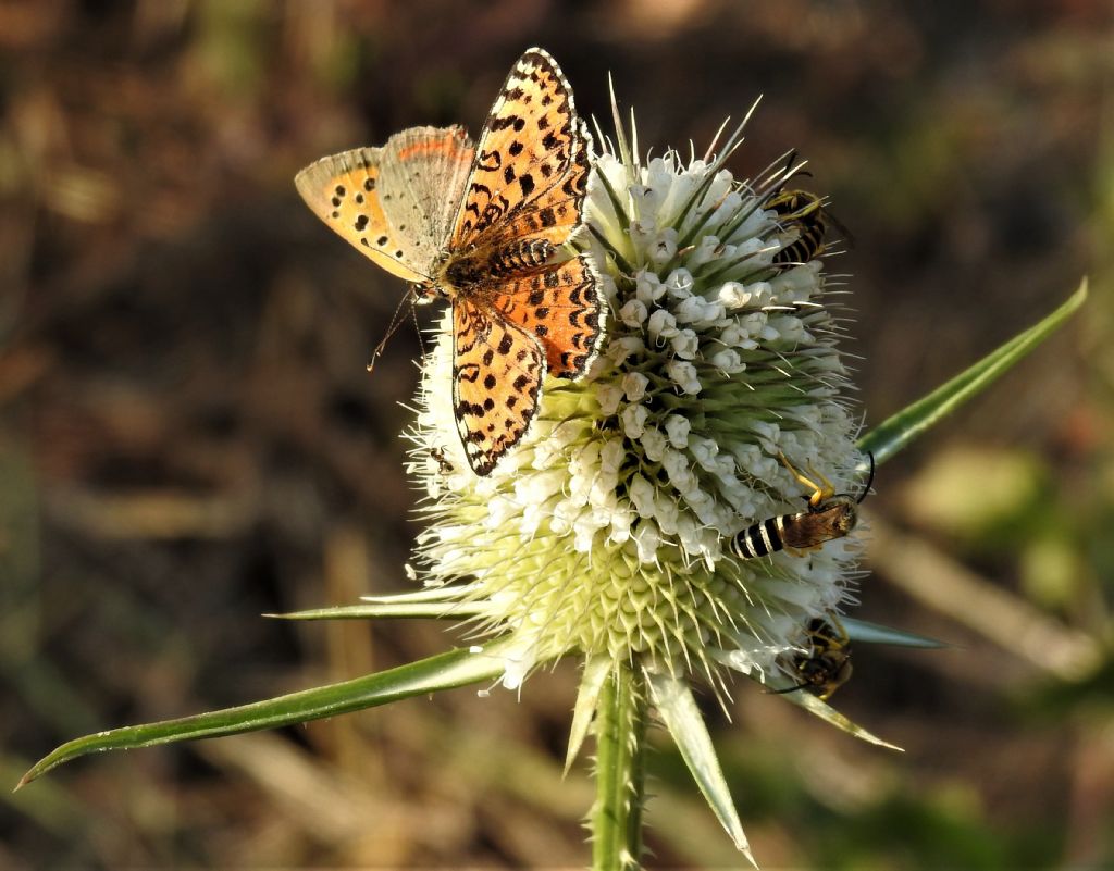 Quale Melitaea ?   Melitaea didyma (e Lycaena phlaeas)