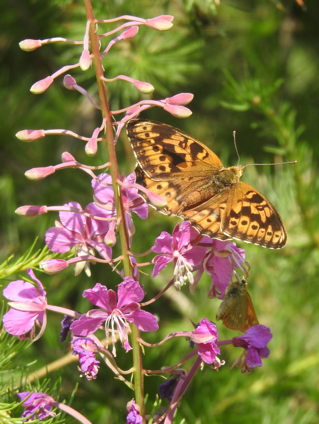 Identificazione Nymphalidae:  Speyeria aglaja, femmina (aberrazione)