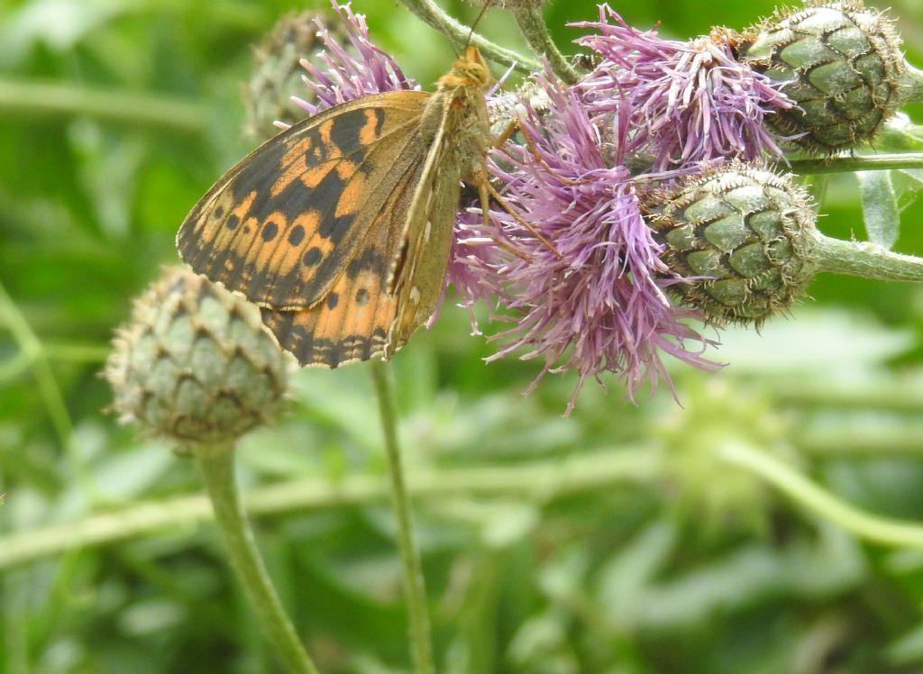 Identificazione Nymphalidae:  Speyeria aglaja, femmina (aberrazione)