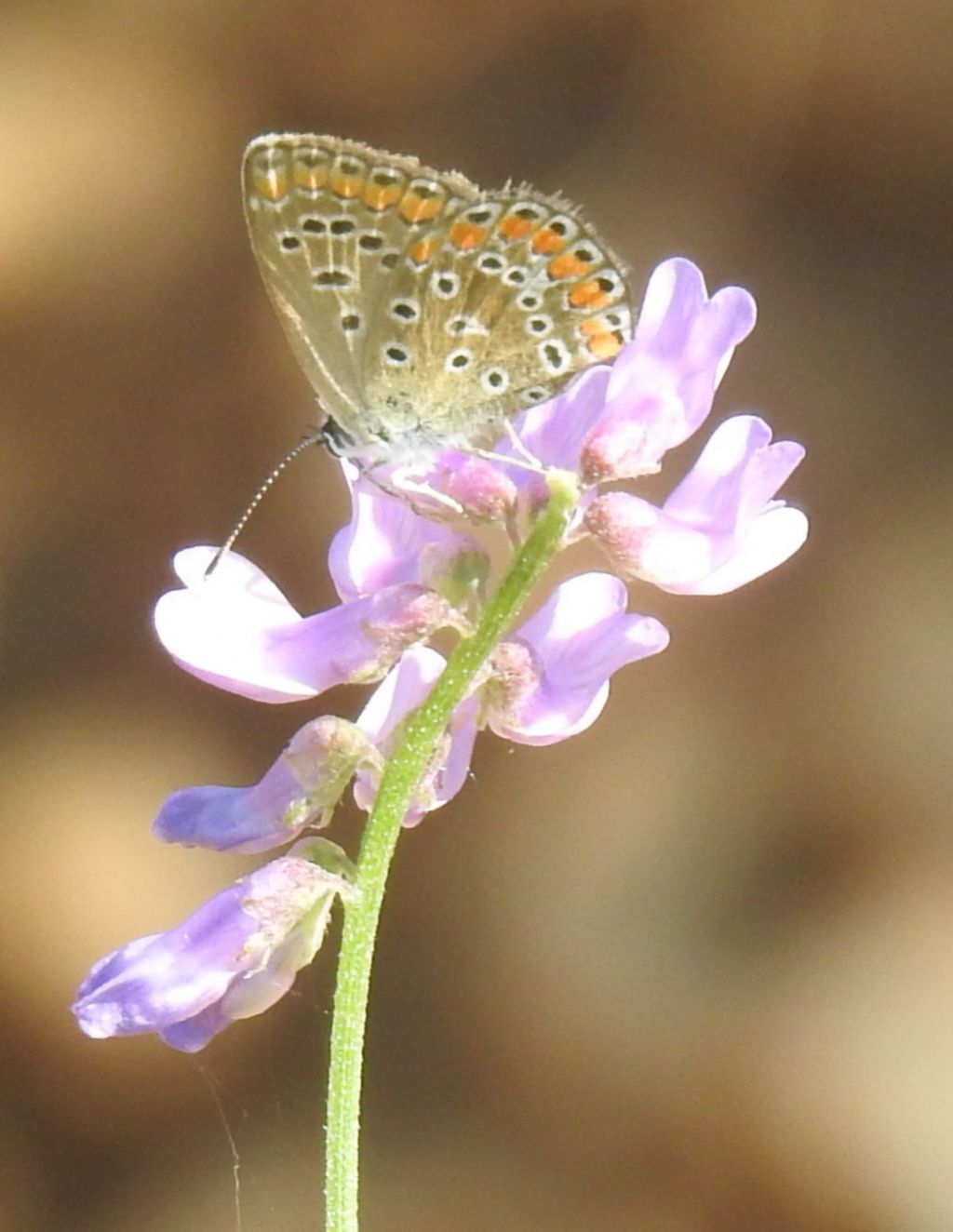 Lycaenidae: Polyommatus icarus